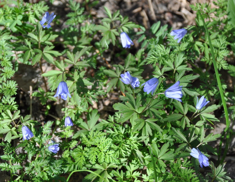 Image of Anemone caucasica specimen.