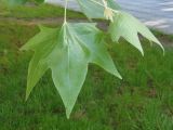 род Platanus