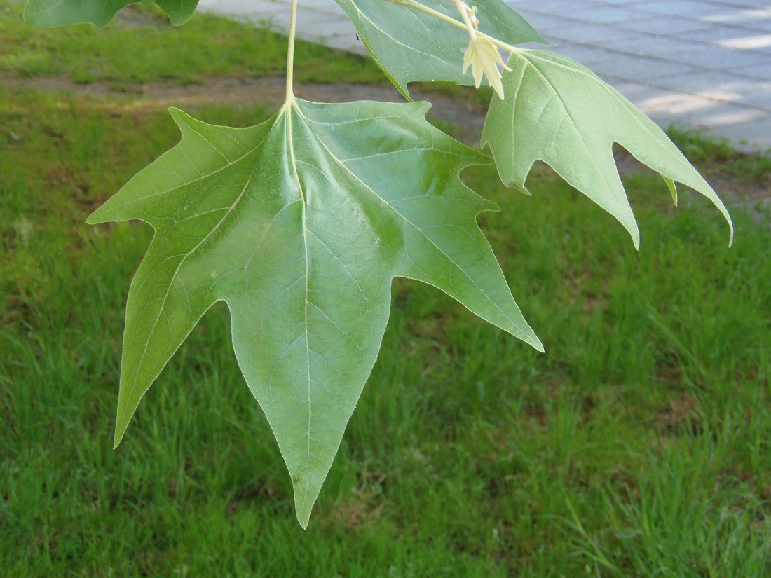 Изображение особи род Platanus.