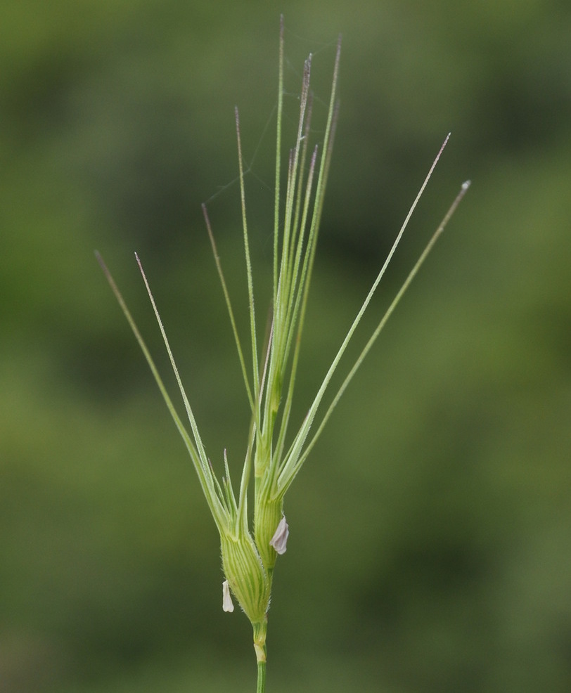 Изображение особи Aegilops ovata.