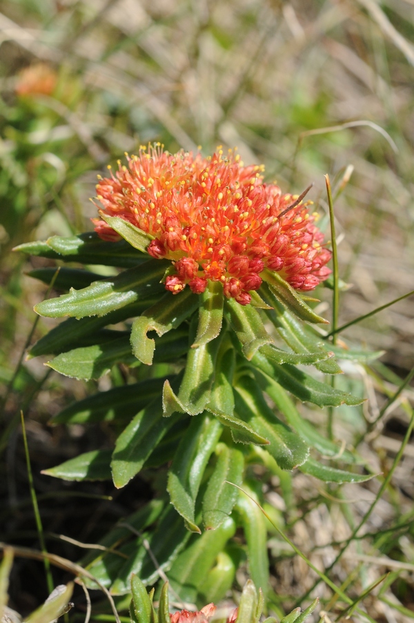 Image of Rhodiola linearifolia specimen.