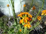 Erysimum croceum