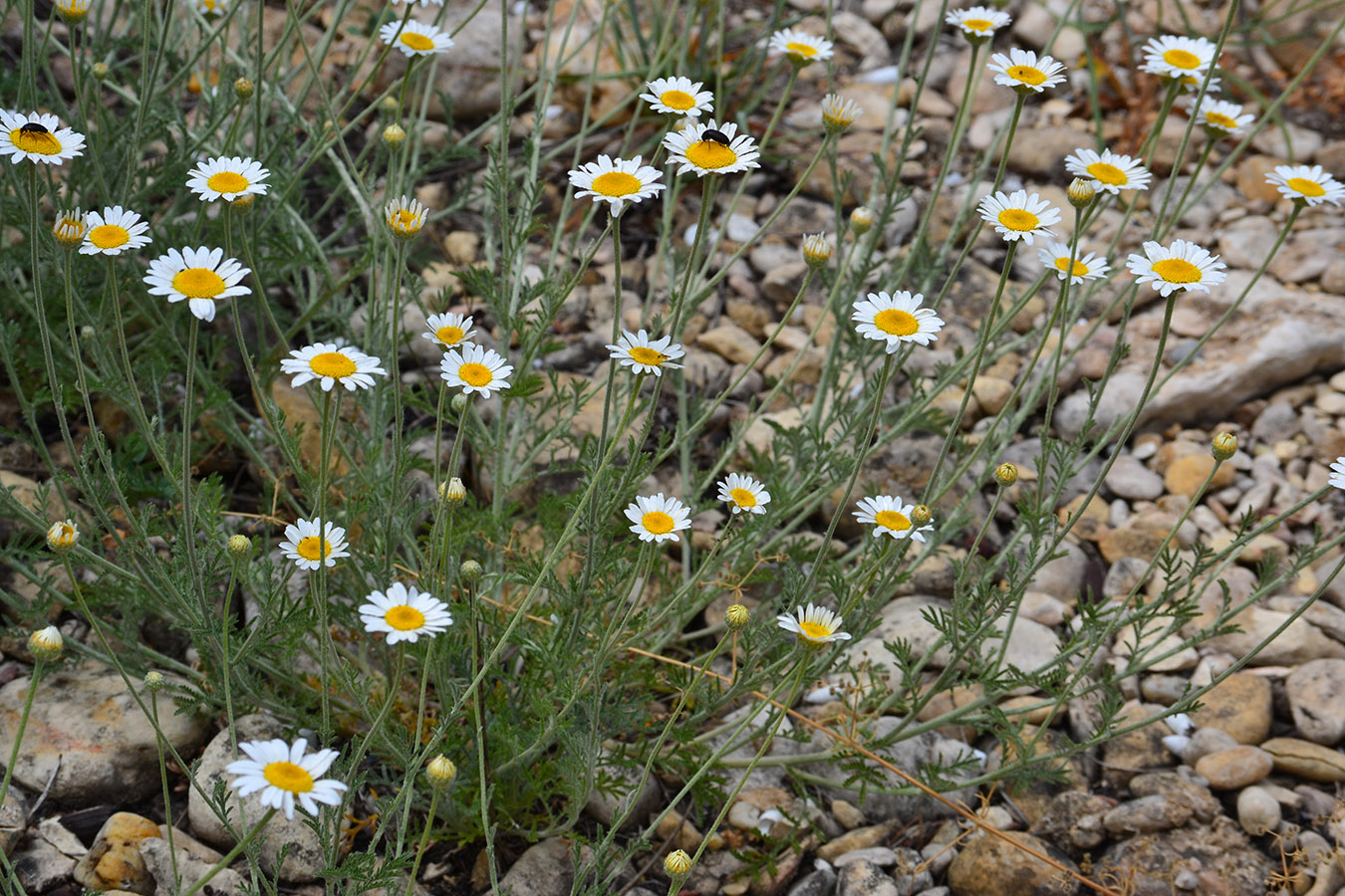 Image of Anthemis dubia specimen.