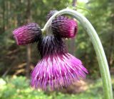 Cirsium waldsteinii