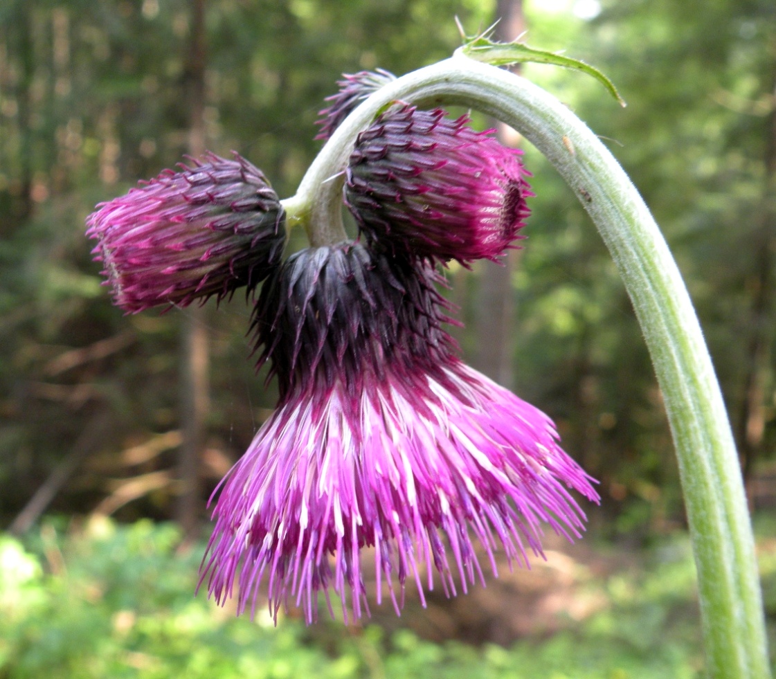 Image of Cirsium waldsteinii specimen.