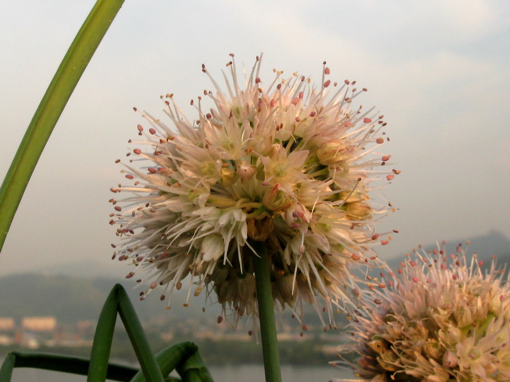 Image of Allium monachorum specimen.