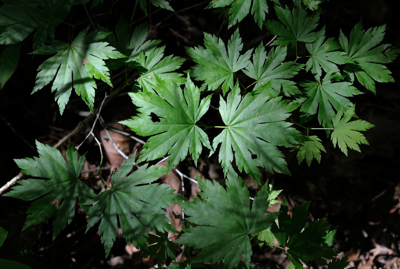 Image of Acer pseudosieboldianum specimen.