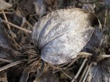 Phlomis taurica