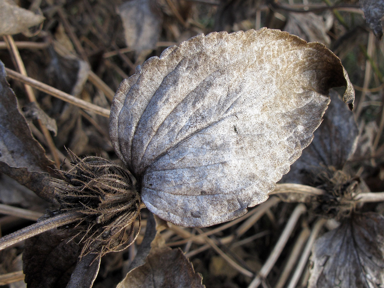 Image of Phlomis taurica specimen.