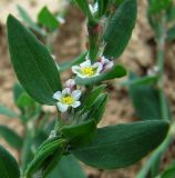 род Polygonum