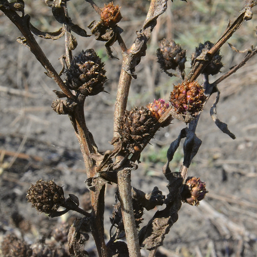 Изображение особи Sphaeranthus strobilifer.