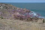 Limonium scoparium. Цветущие растения. Крым, Керченский п-ов, Караларская степь, у бухы Широкой.21.09.2013.