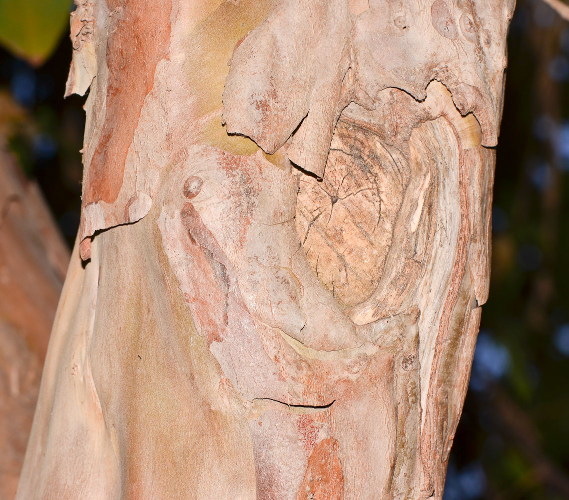 Image of Psidium guajava specimen.