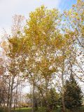 Platanus &times; acerifolia