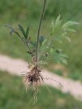 Ranunculus sewerzowii. Растение, вытащенное из почвы. Узбекистан, г. Ташкент, Актепа Юнусабадская. 21.04.2013.