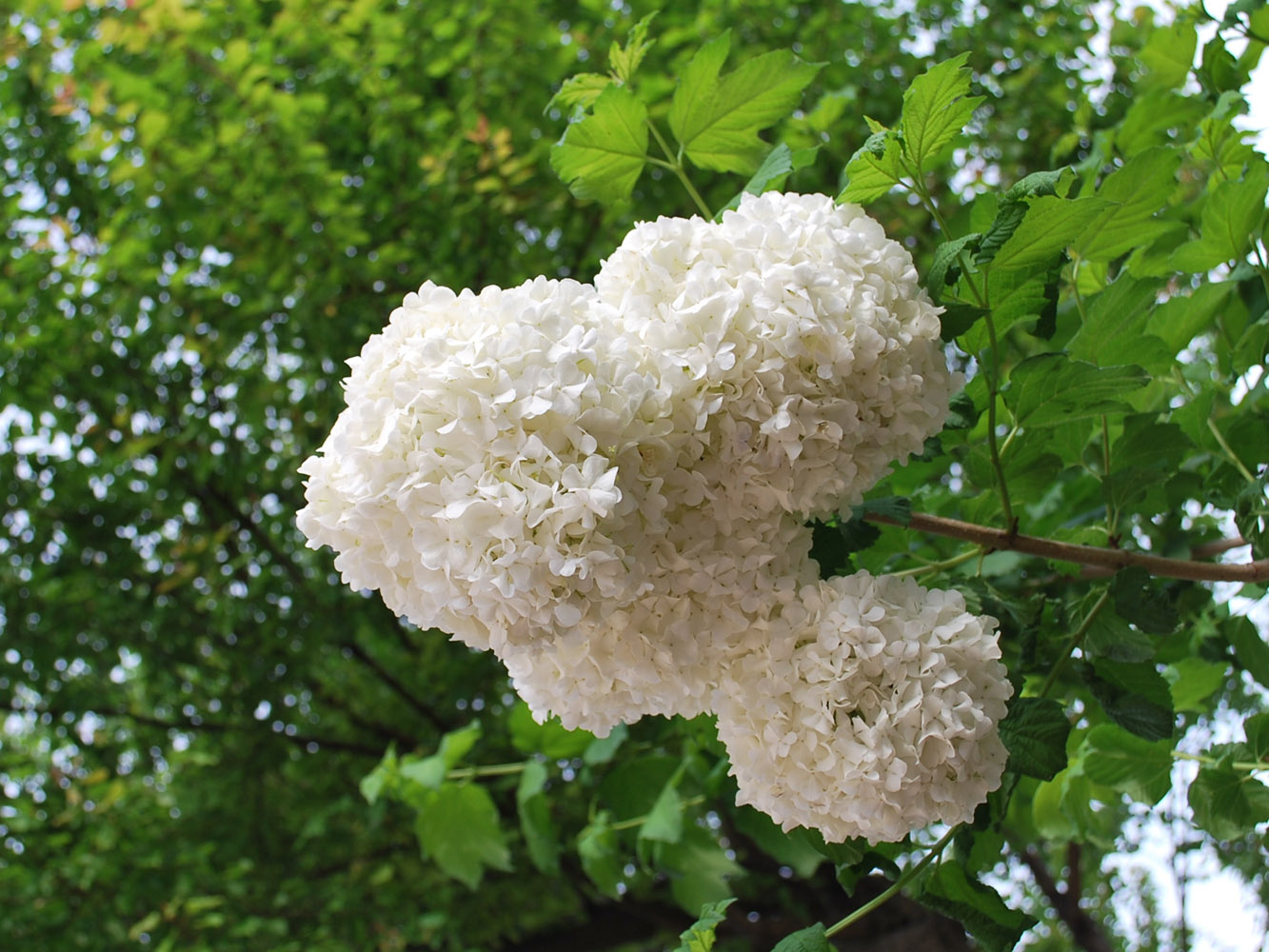 Изображение особи Viburnum opulus f. roseum.