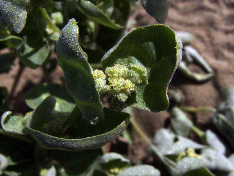 Image of Atriplex dimorphostegia specimen.