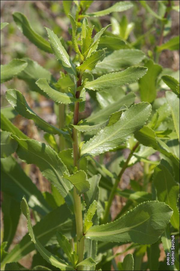 Image of Grindelia squarrosa specimen.