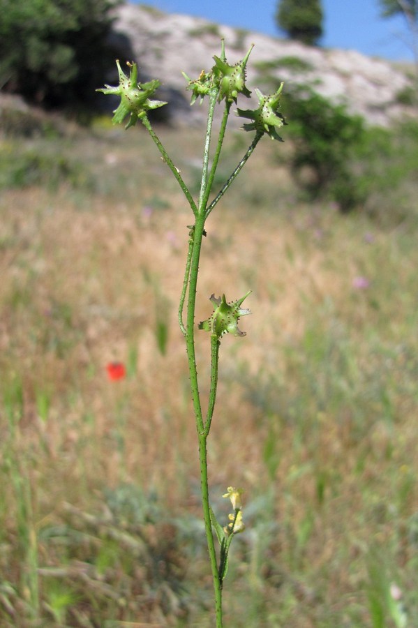 Image of Bunias erucago specimen.