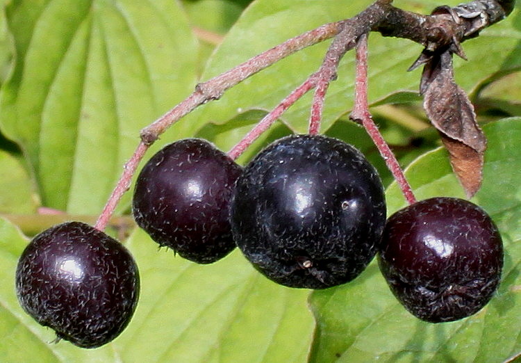 Изображение особи Aronia melanocarpa.