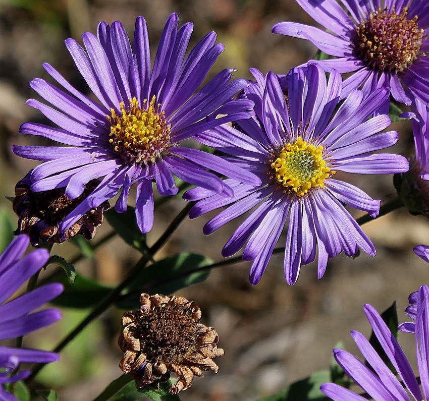 Image of Aster amellus specimen.