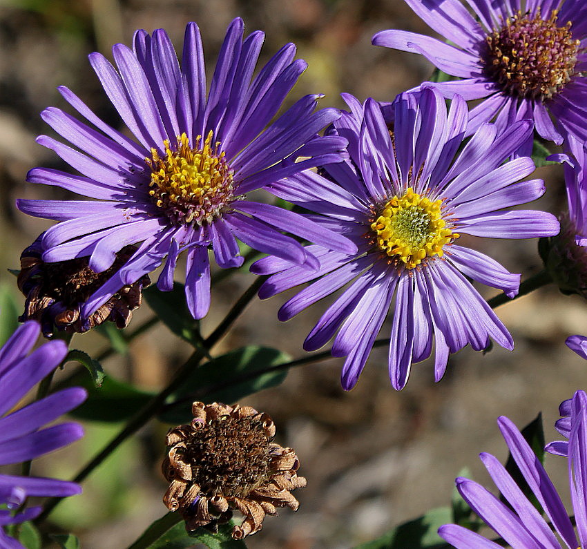 Изображение особи Aster amellus.