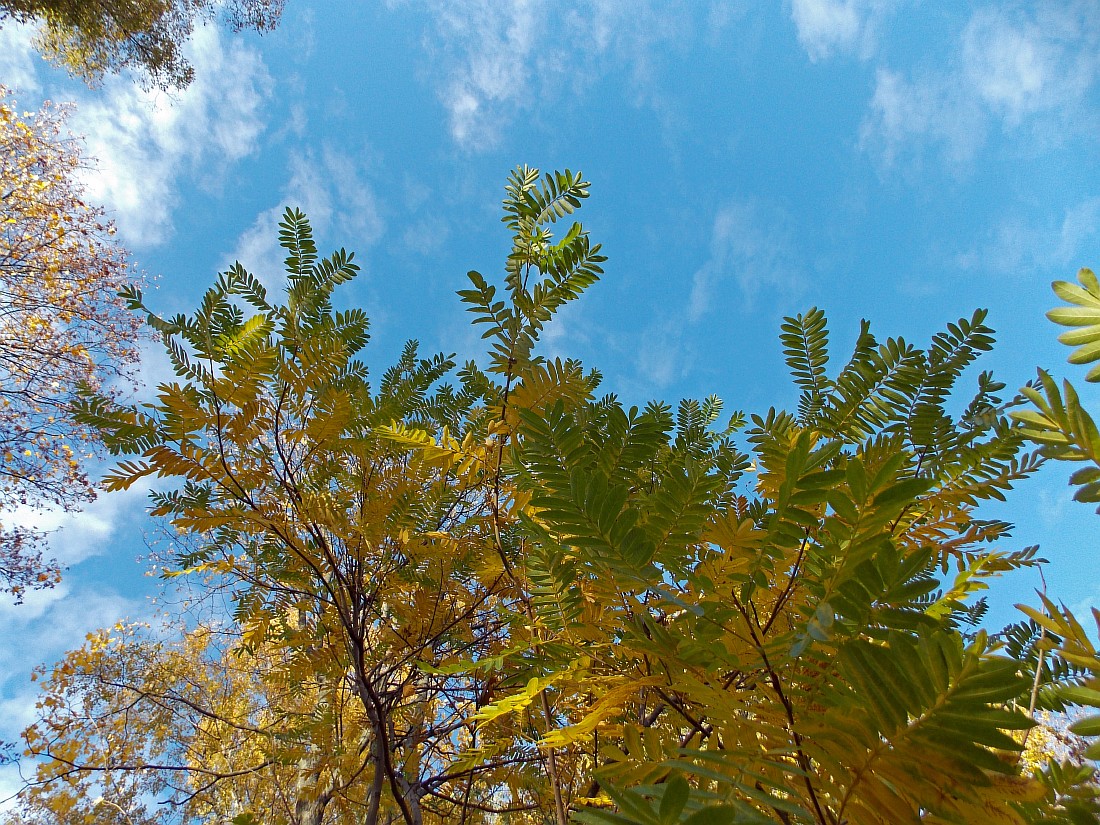 Image of Pterocarya stenoptera specimen.