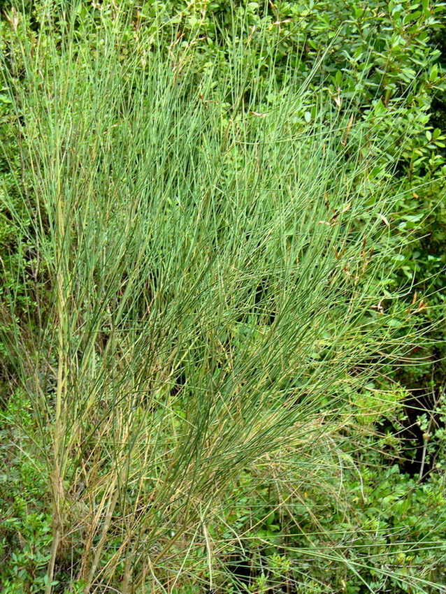 Image of Spartium junceum specimen.