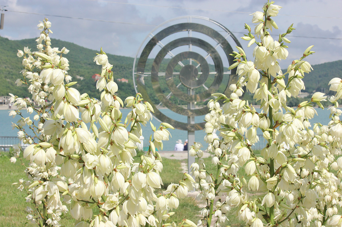 Изображение особи Yucca filamentosa.