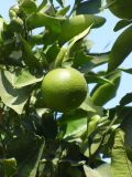 Citrus sinensis. Созревающий плод и листья. Греция, Крит, ном Ханья, Георгиуполис, в культуре. 20 августа 2012 г.