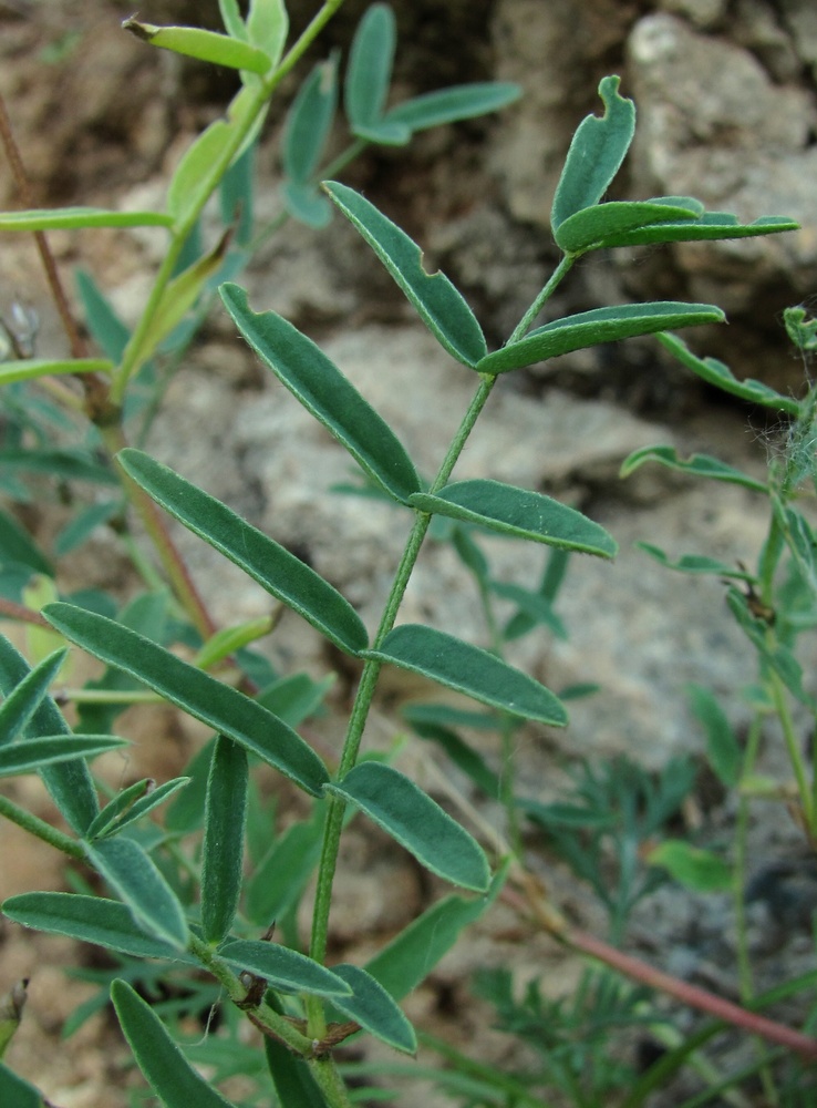 Изображение особи Astragalus gorczakovskii.