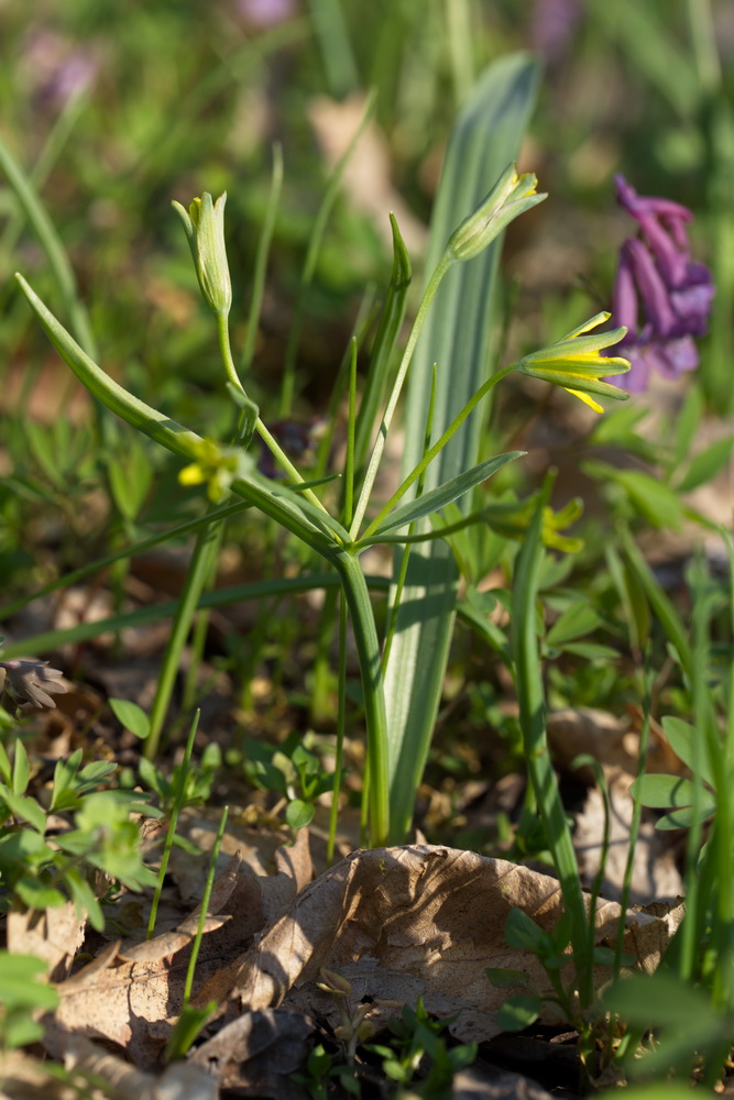 Image of Gagea lutea specimen.