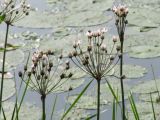 Butomus umbellatus. Верхушки цветущих и плодоносящих растений. Сыктывдинский р-н, окр. пос. Еляты, берег старицы Еляты. 04.08.2013.