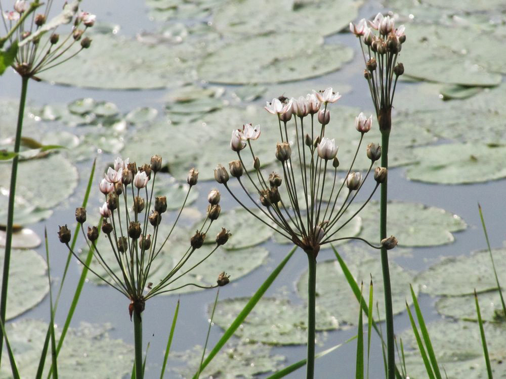 Изображение особи Butomus umbellatus.