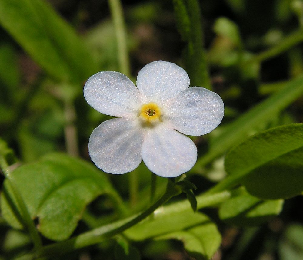 Image of Trigonotis radicans specimen.