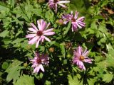genus Symphyotrichum. Соцветия. Владивосток, Ботанический сад-институт ДВО РАН. 05.09.2013.