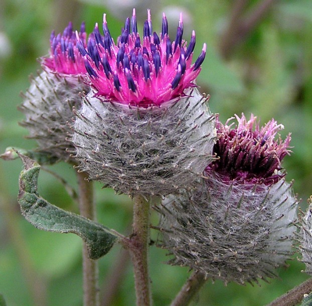 Image of Arctium tomentosum specimen.