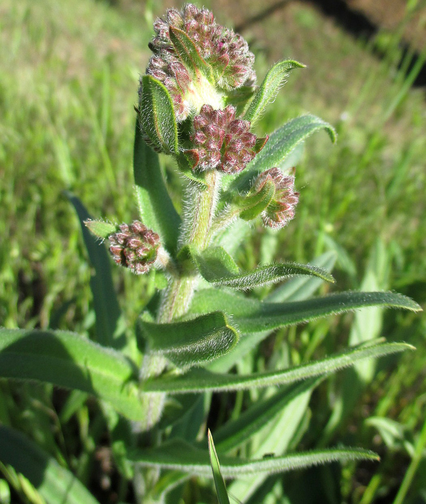 Image of Anchusa officinalis specimen.