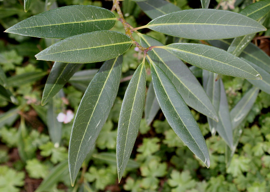 Image of Osmanthus decorus specimen.