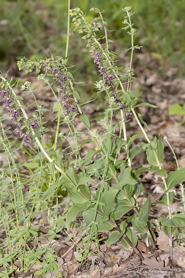 Изображение особи Epipactis helleborine.