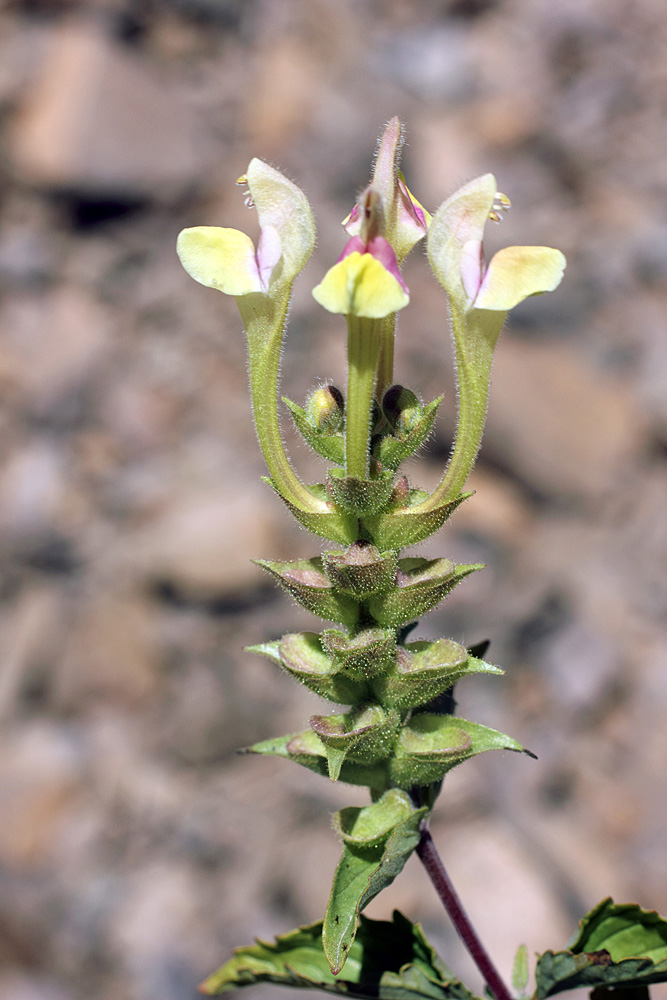 Изображение особи Scutellaria adenostegia.