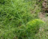 Foeniculum vulgare var. azoricum