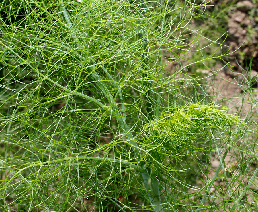 Изображение особи Foeniculum vulgare var. azoricum.