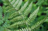 Dryopteris carthusiana. Часть вайи с сорусами (вид снизу). Псковское озеро, остров Верхний, смешанный лес. 14.06.2014.