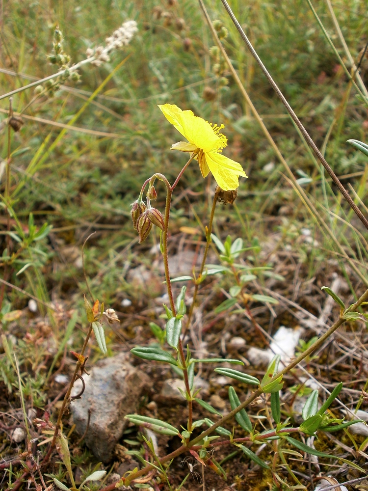 Image of Helianthemum grandiflorum specimen.