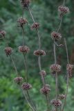 Phlomoides tuberosa