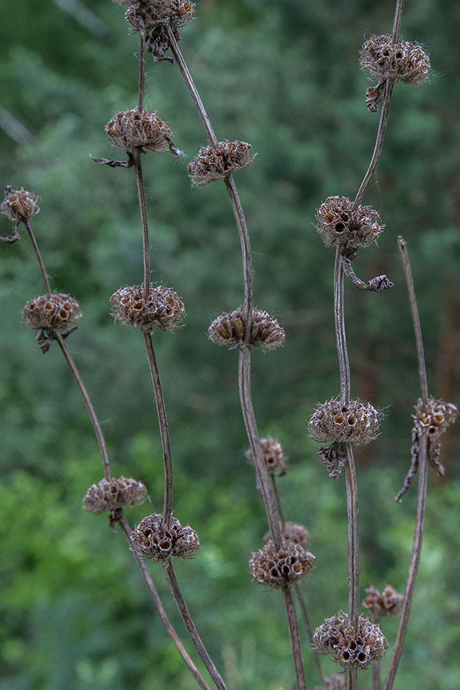 Image of Phlomoides tuberosa specimen.