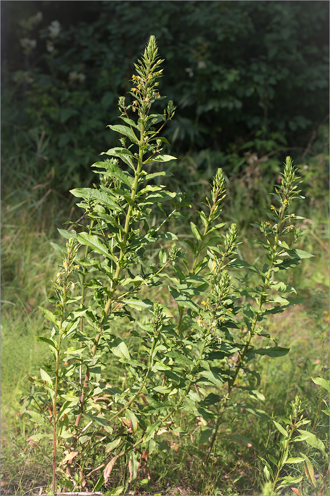 Image of Oenothera rubricaulis specimen.