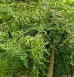 Araucaria bidwillii. Ствол и часть кроны. Германия, г. Мюнстер, ботанический сад Вестфальского университета. Июль 2014 г.