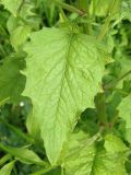 Lapsana communis